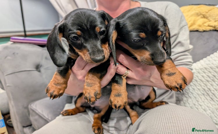 Dachshund dogs - Advert 9