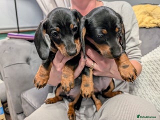 Dachshund dogs - Advert 29