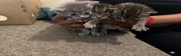 Mixed Breed cats for sale: Stunning Mixed Breed Kittens – Ready June 23rd🐾🐾 - Advert 4