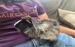 Guinea Pig rodents for sale: friendly boys available  - Image 5