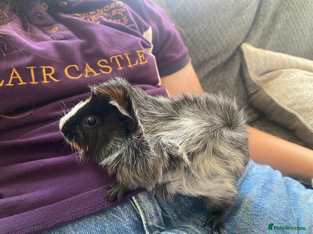 Guinea Pig rodents for sale: friendly boys available  - Image 5