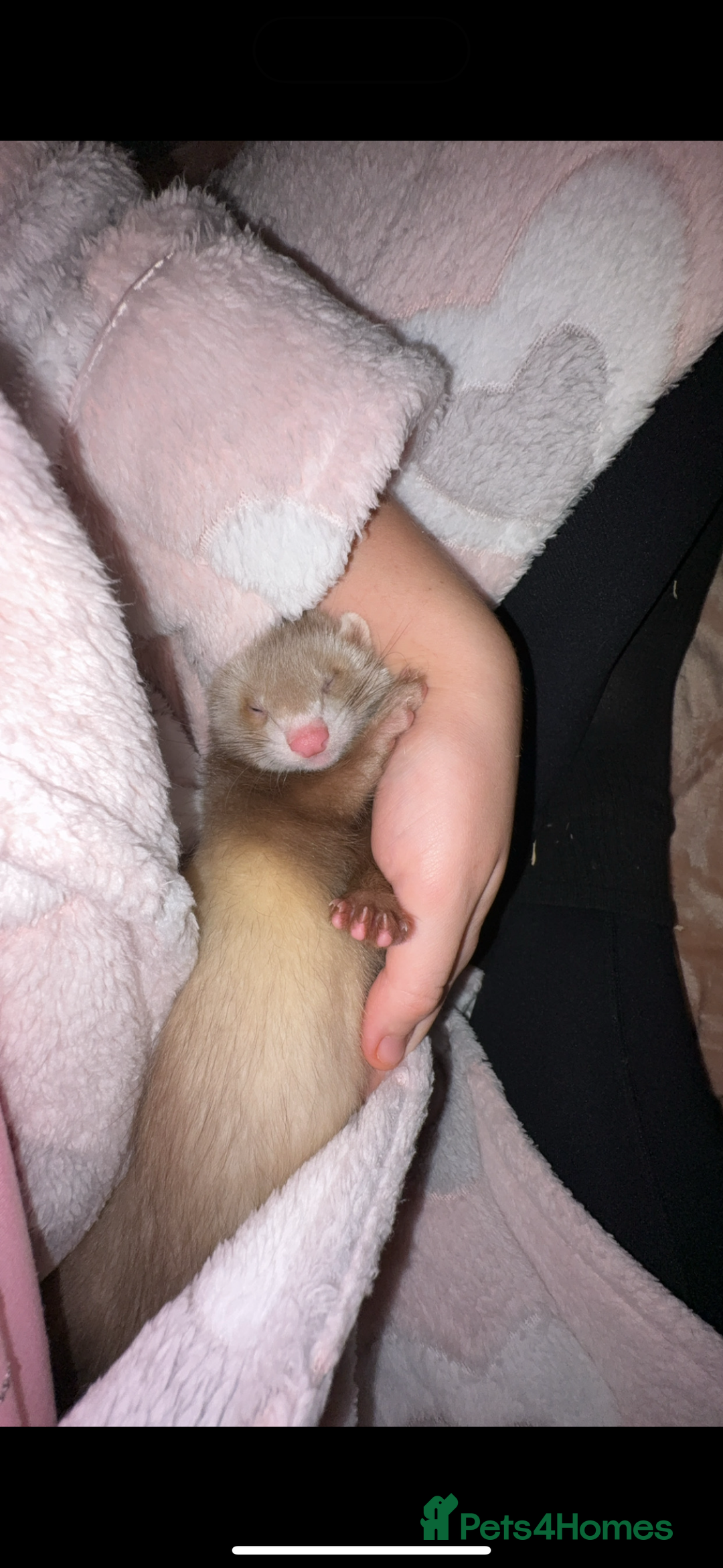 Ferret rodents for sale: 2 Ferret Jills 4 months old  - Advert 7