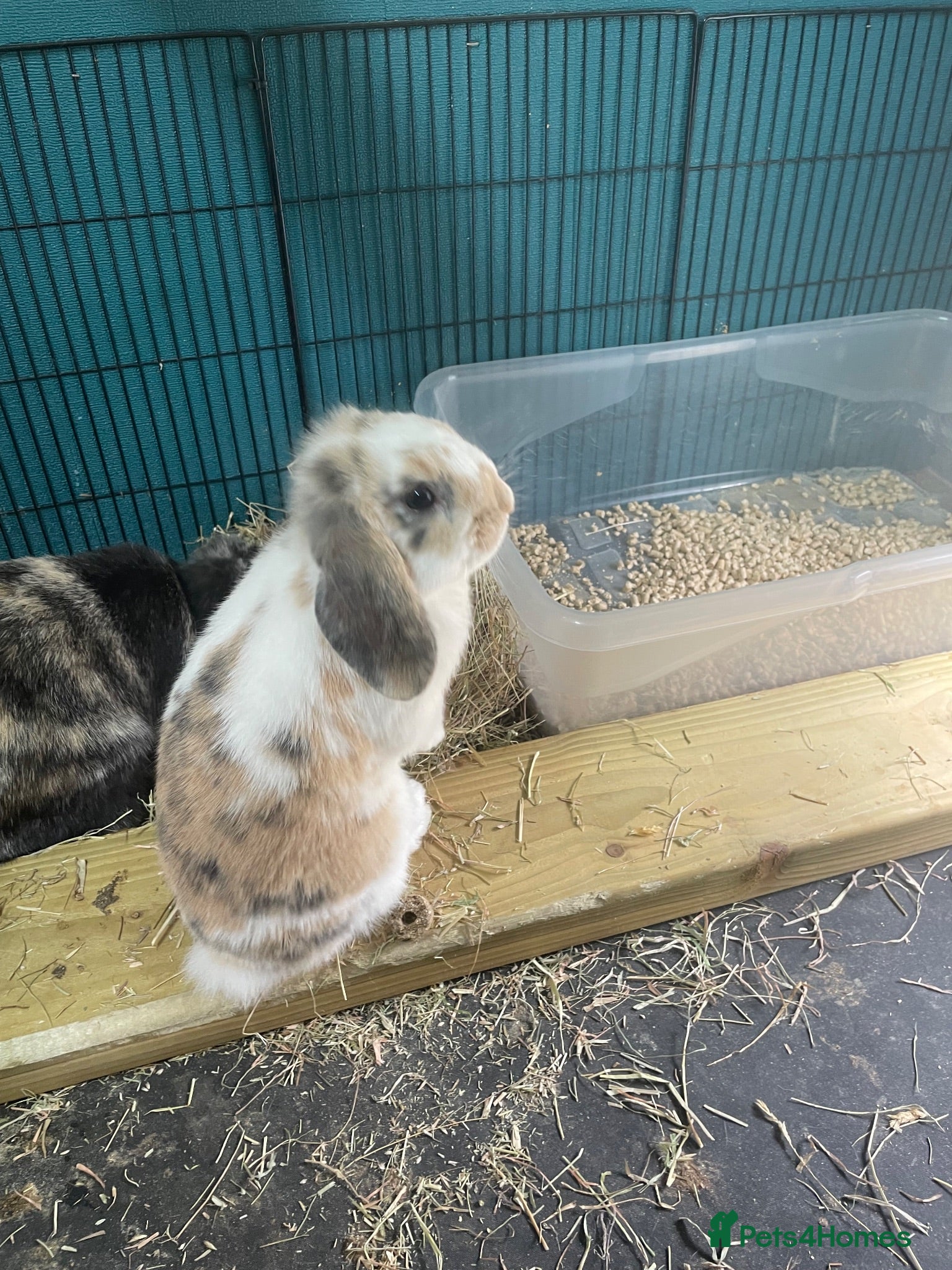 Mini Lop rabbits Beautiful mini lop babies - Advert 2