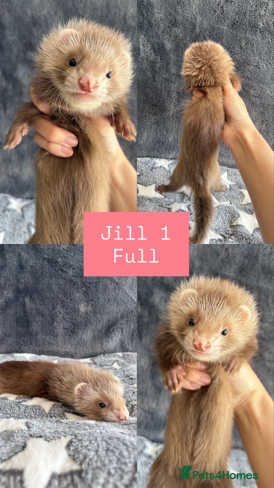 Ferret rodents PEDIGREE ANGORA FERRETS READY 4/7/26 - Advert 1