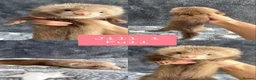 Ferret rodents for sale: PEDIGREE ANGORA FERRETS READY 4/7/26 - Advert 1
