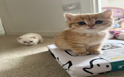 British Shorthair cats for sale: SOLD Sired by Champion FIFE dad -  Golden BSH - Image 18