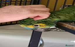Parrots birds for sale: Jessie - Image 22