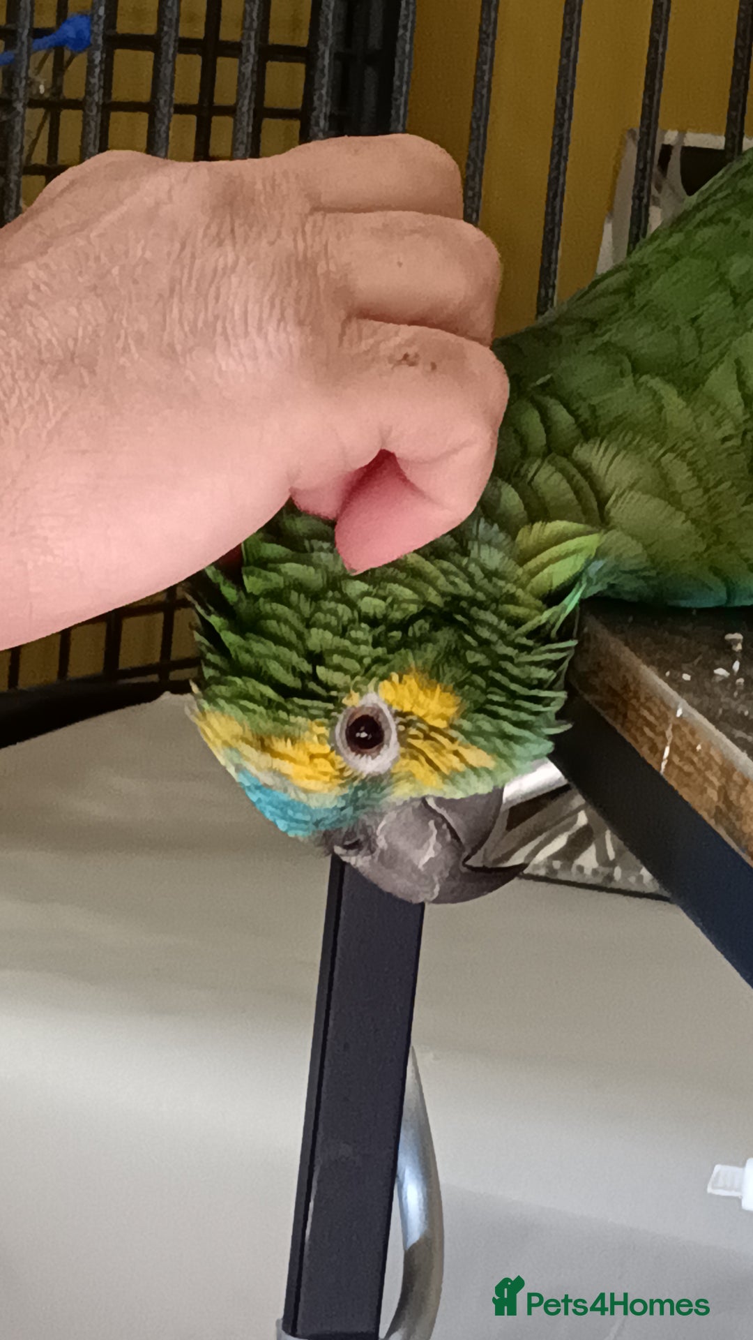 Parrots birds for sale: Jessie - Image 22