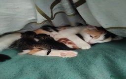 British Shorthair cats for sale: 2 kittens looking for a house  - Image 6