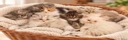Persian cats for stud: 💕Simply Stunning Bailey💕PKD neg tested Persian  - Advert 5