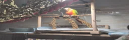Conures birds for sale: Pair of green cheeked conures  - Advert 3