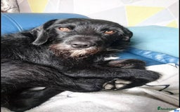 Field Spaniel dogs for sale: Spaniel puppies  - Image 8
