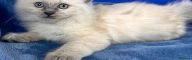 Ragdoll 1