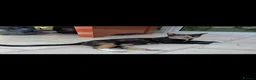 Mixed Breed cats for sale: Three kittens looking for new home - Advert 1