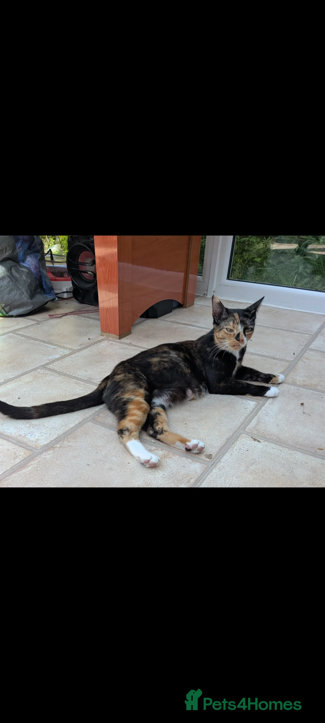 Mixed Breed cats for sale: Three kittens looking for new home - Advert 1