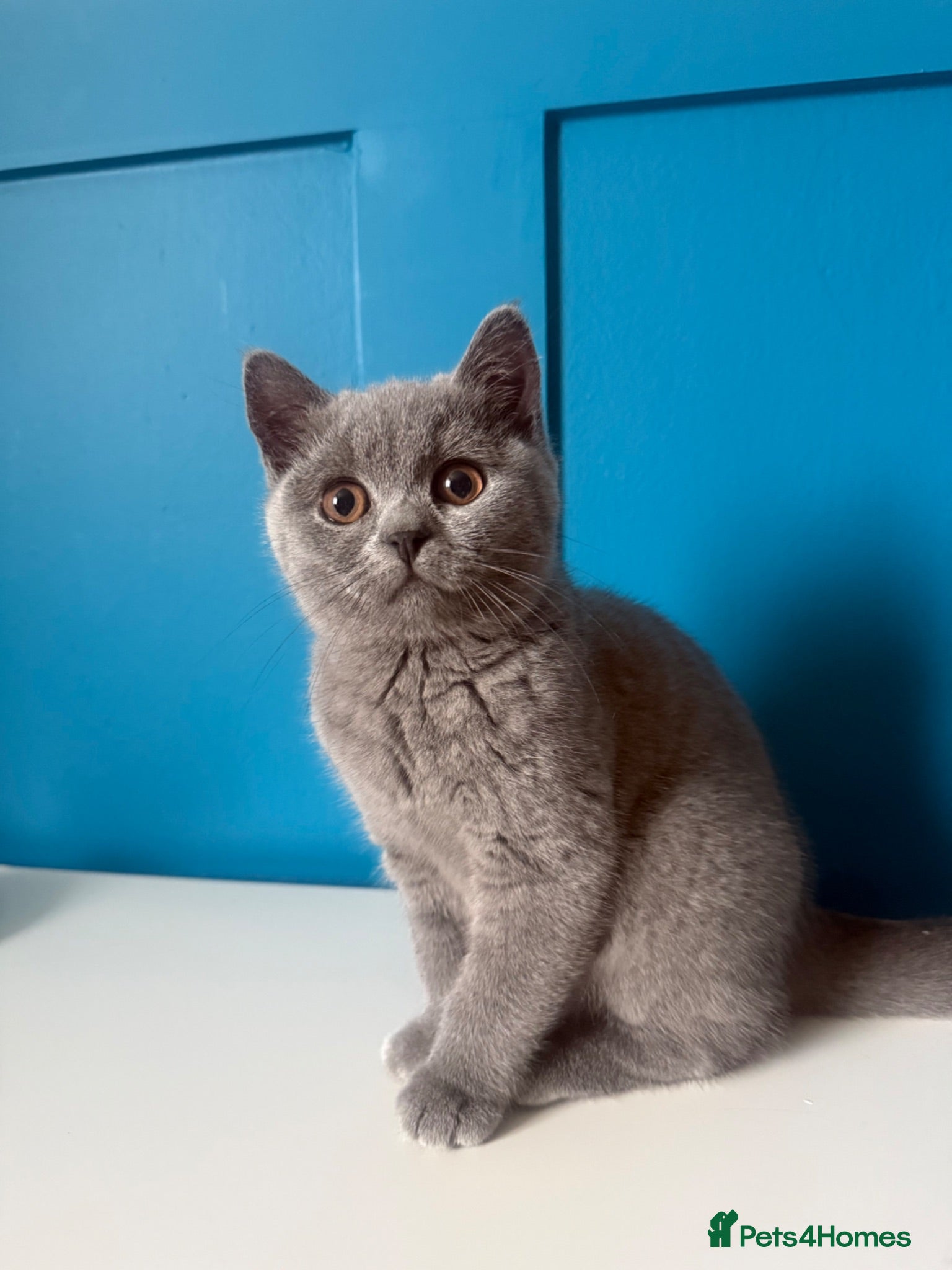 British Shorthair cats British short hair kitten  - Advert 15