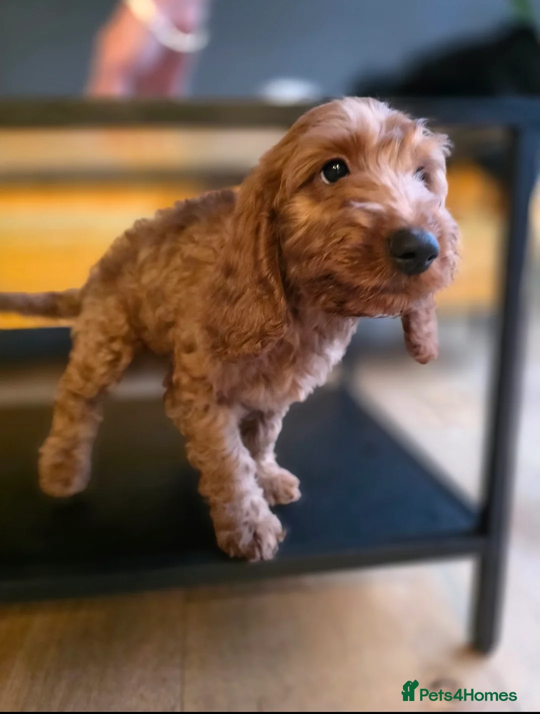 Cockapoo dogs for sale: Stunning 🐶 Red Cockapoo Puppies - Advert 2
