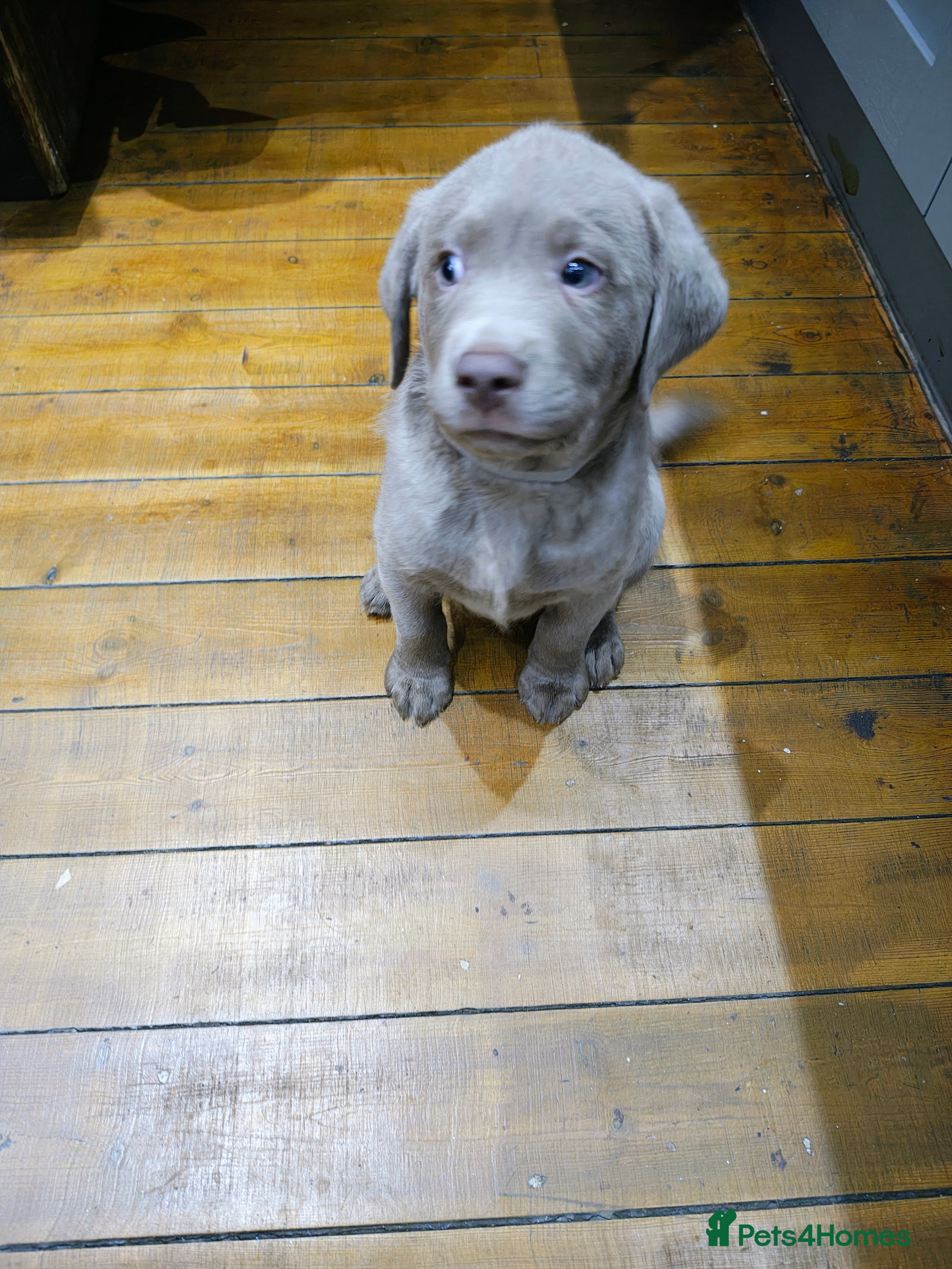 Labrador Retriever dogs Silver Labrador puppies  - Advert 17