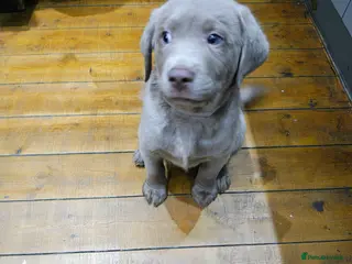 Labrador Retriever dogs Silver Labrador puppies - Advert 17