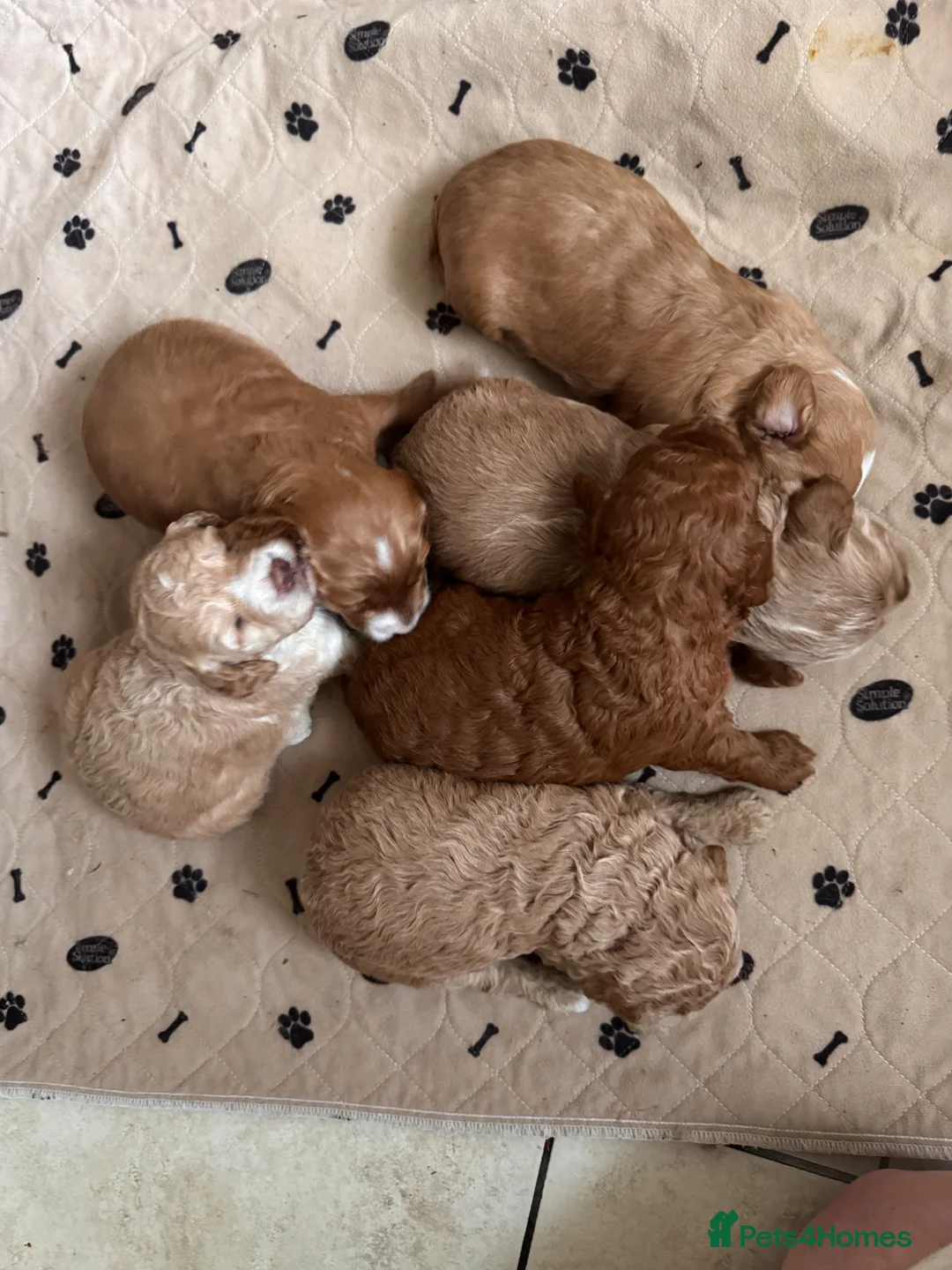 Cockapoo dogs for sale: AMAZING TOY COCKAPOO PUPPIES - Advert 1