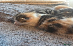 Scottish Fold cats for sale: Beautiful Scottish Folds - Image 7