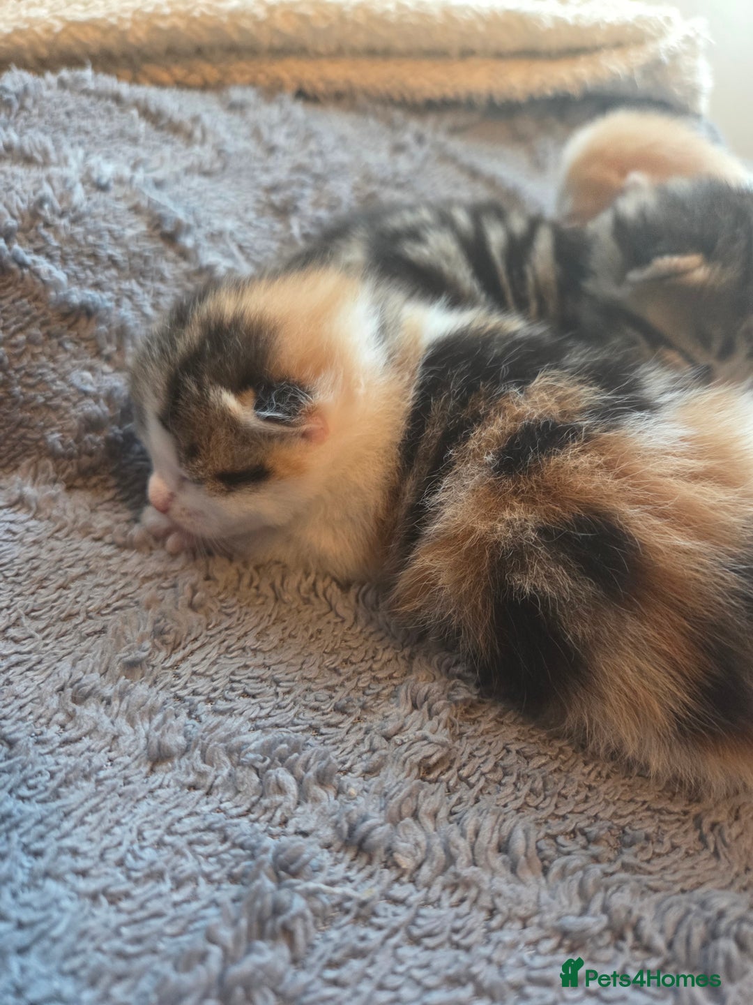 Scottish Fold cats for sale: Beautiful Scottish Folds - Image 7