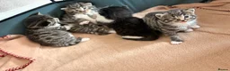 Mixed Breed cats for sale: 4 Beautiful kittens very fluffy 🔥 - Advert 2
