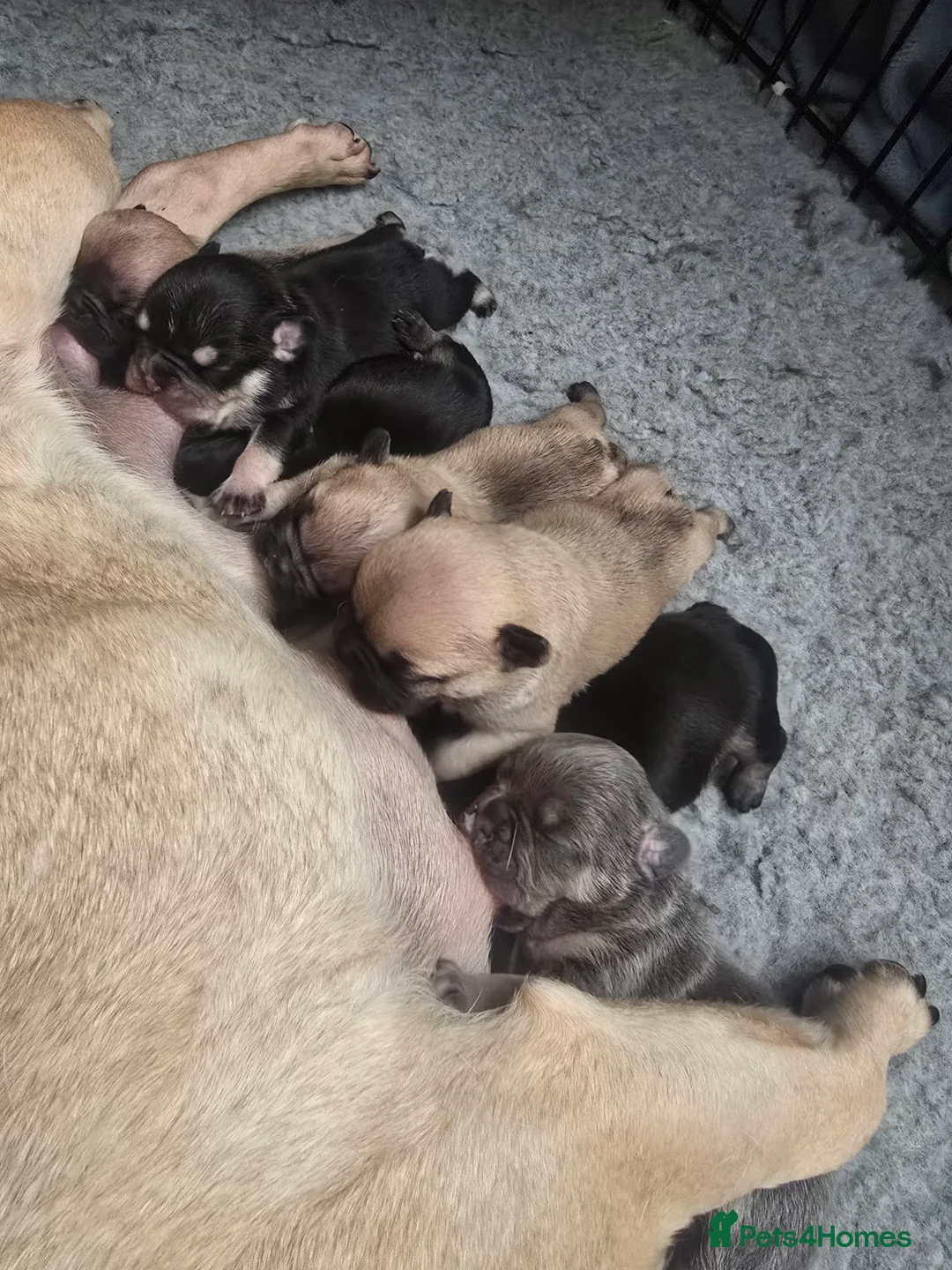 French Bulldog dogs for sale: FRENCH BULLDOG PUPPIES  - Advert 2