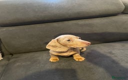 Miniature Dachshund dogs for sale: KCRegistered Miniature SmoothHaired Dachshund Boys - Image 22
