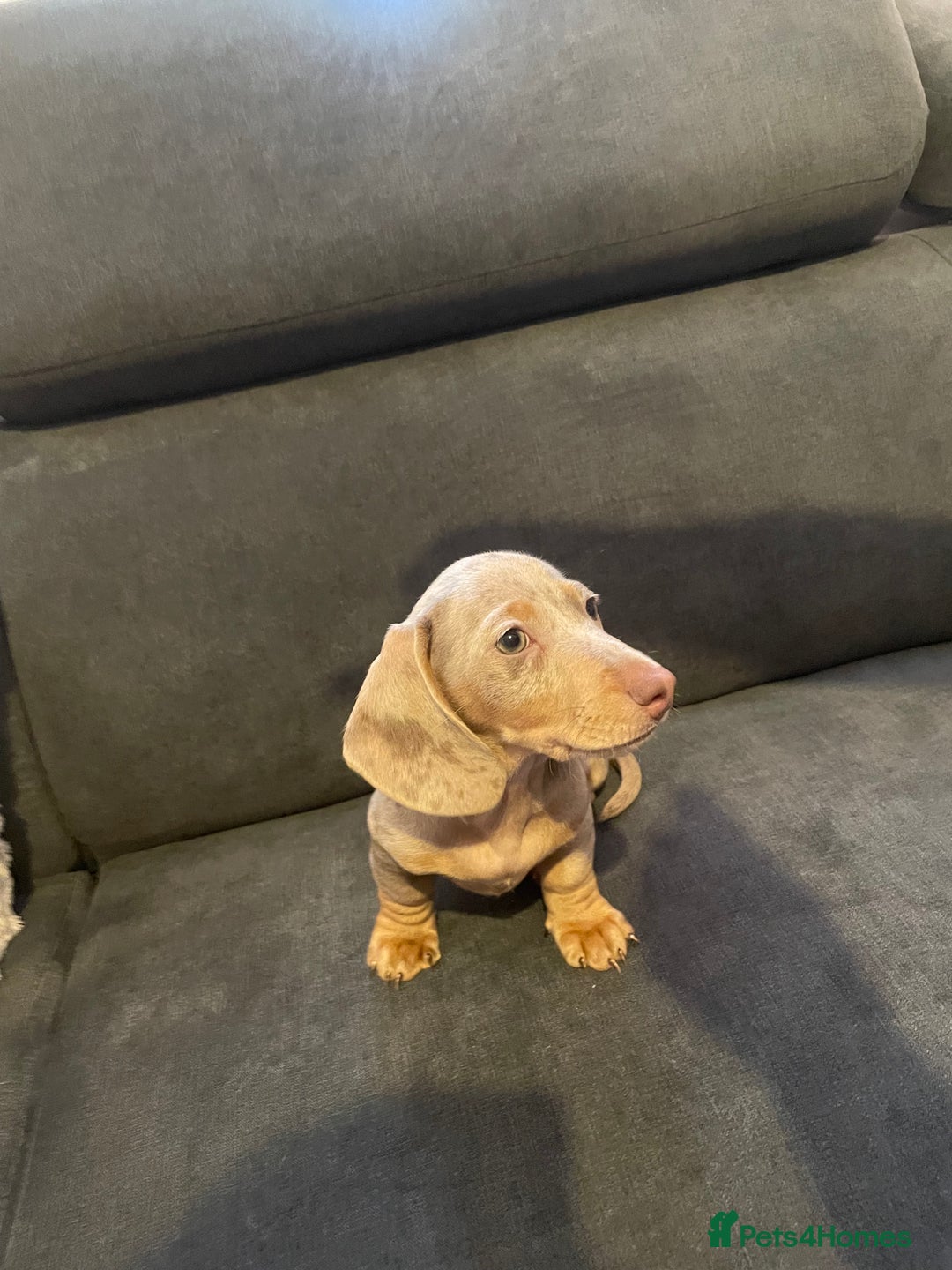 Miniature Dachshund dogs for sale: KCRegistered Miniature SmoothHaired Dachshund Boys - Image 22