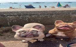 French Bulldog dogs for sale: Aiwa and Loya - Image 3