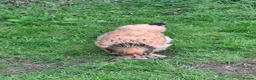 Chickens poultry for sale: Pair of Buff Columbian Brahma large fowl    - Advert 3