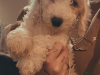 Cockapoo dogs F2 cockapoo (girl) READY TO LEAVE - Advert 13