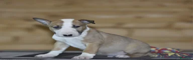 English Bull Terrier Puppy 1