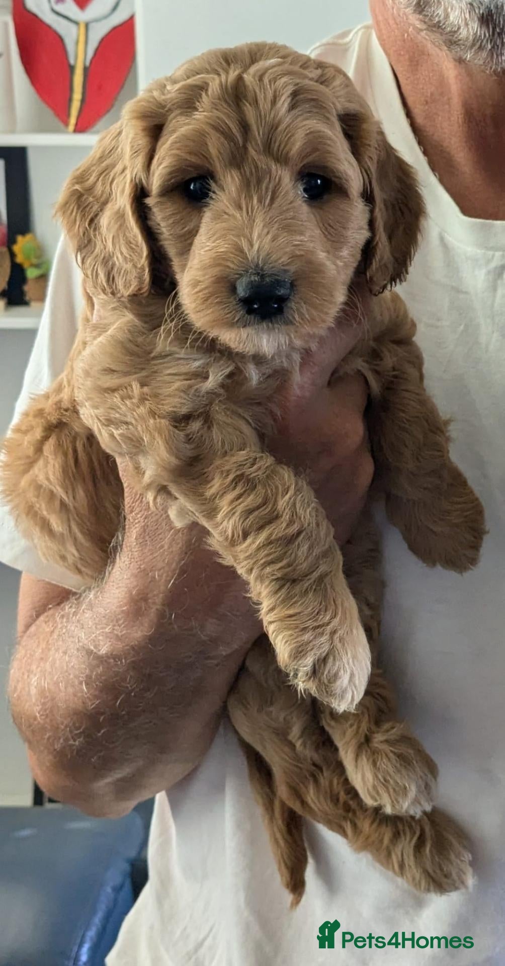 Goldendoodle dogs F1B Golden doodle Puppies  - Advert 1