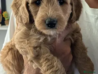Goldendoodle dogs F1B Golden doodle Puppies - Advert 1