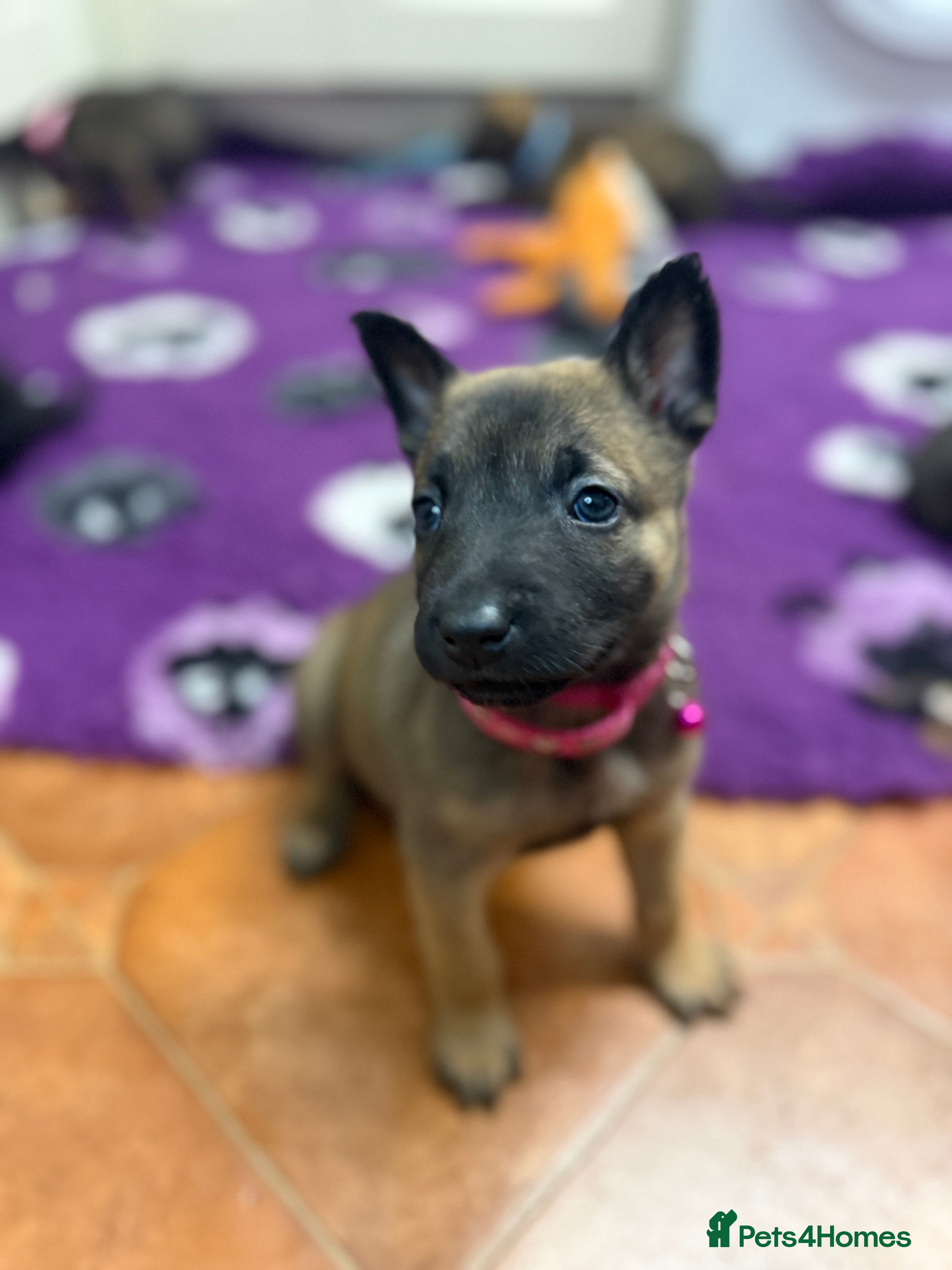 Belgian Shepherd Dog dogs KC Registered & Health Tested Belgian Malinois - Advert 5