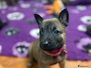 Belgian Shepherd Dog dogs KC Registered & Health Tested Belgian Malinois - Advert 5