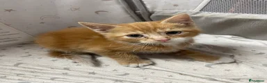 Mixed Breed Kitten 1