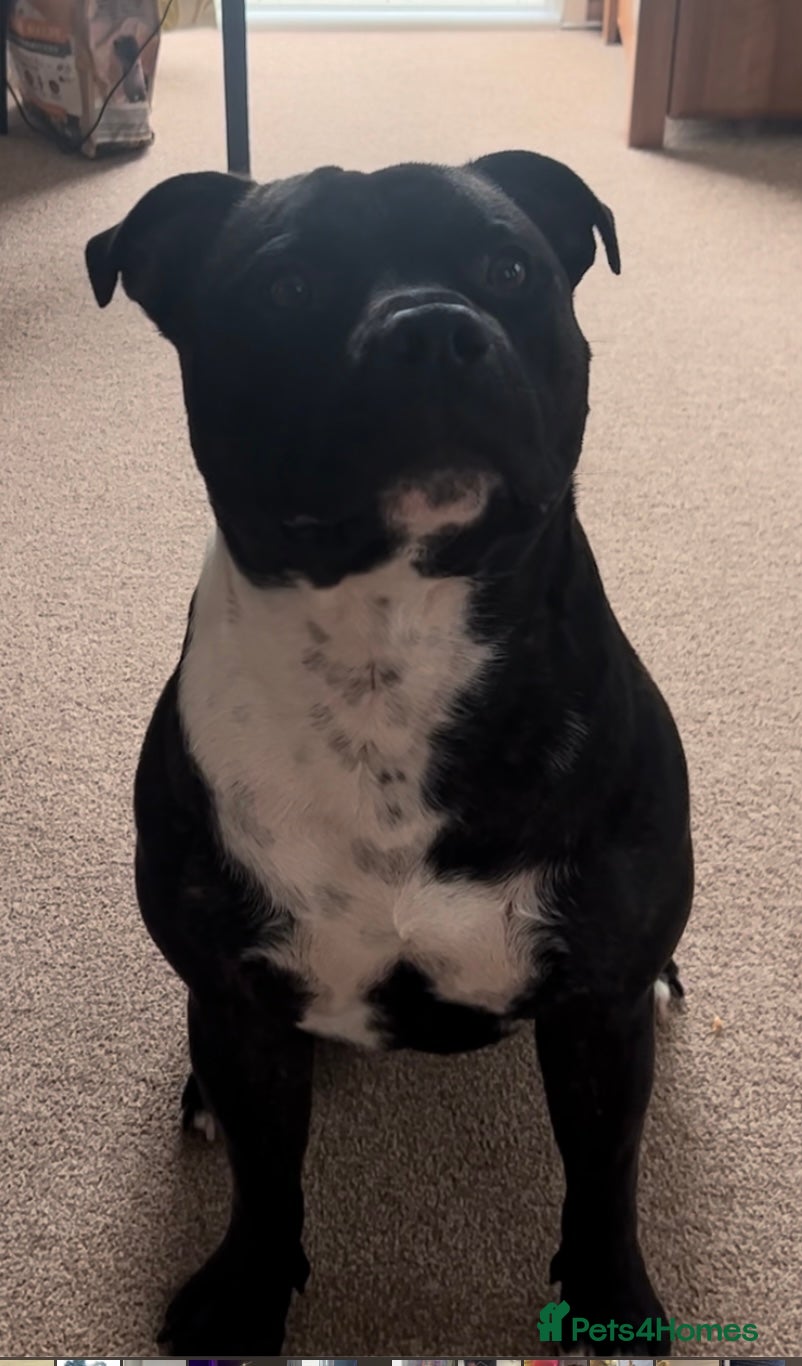 Staffordshire Bull Terrier dogs Male Staffordshire bull terrier 2 years old - Advert 1