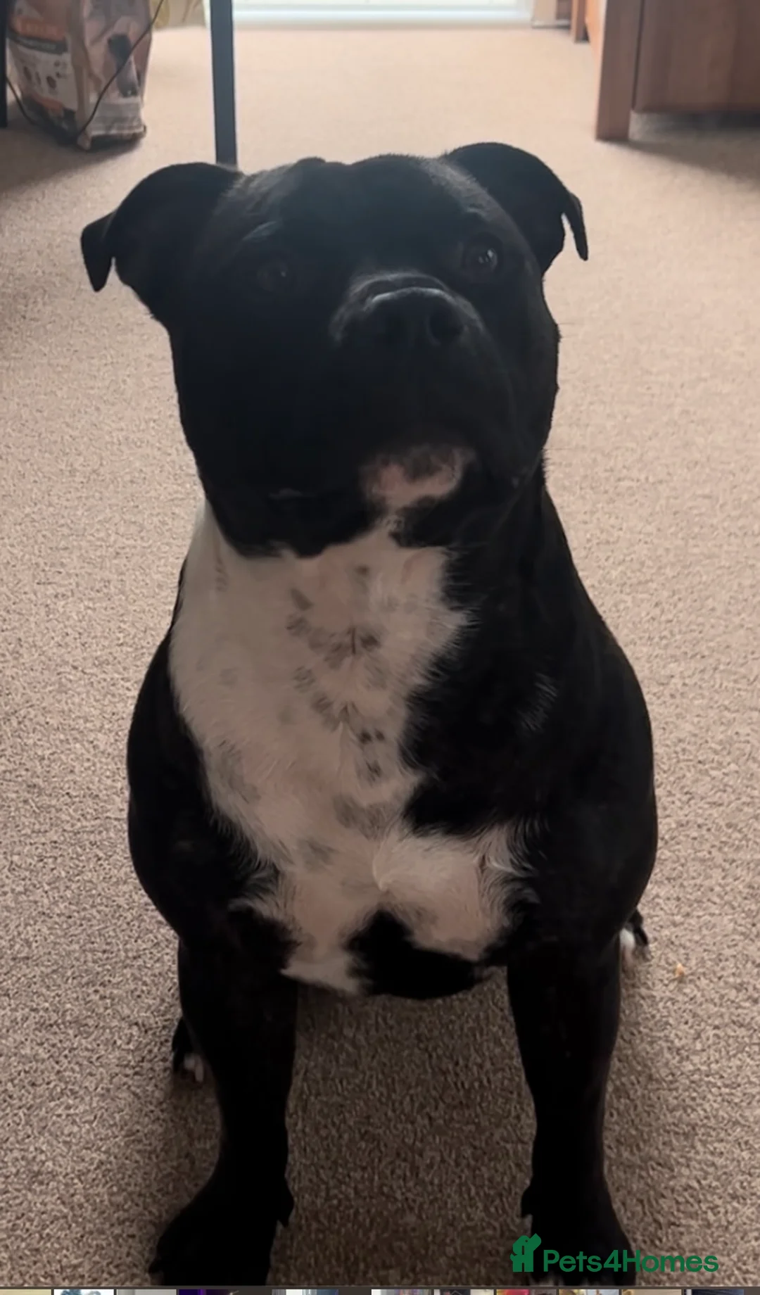 Staffordshire Bull Terrier dogs for stud: Male Staffordshire bull terrier 2 years old in Oswestry - Advert 1