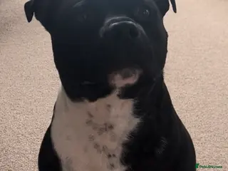 Staffordshire Bull Terrier dogs Male Staffordshire bull terrier 2 years old - Advert 1