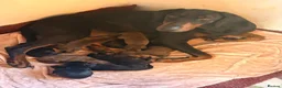 Dobermann dogs for sale: Doberman puppies  - Advert 6
