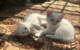 Turkish Angora cats for sale: Two beautiful Turkish Angora kittens  in Cambridge - Image 13