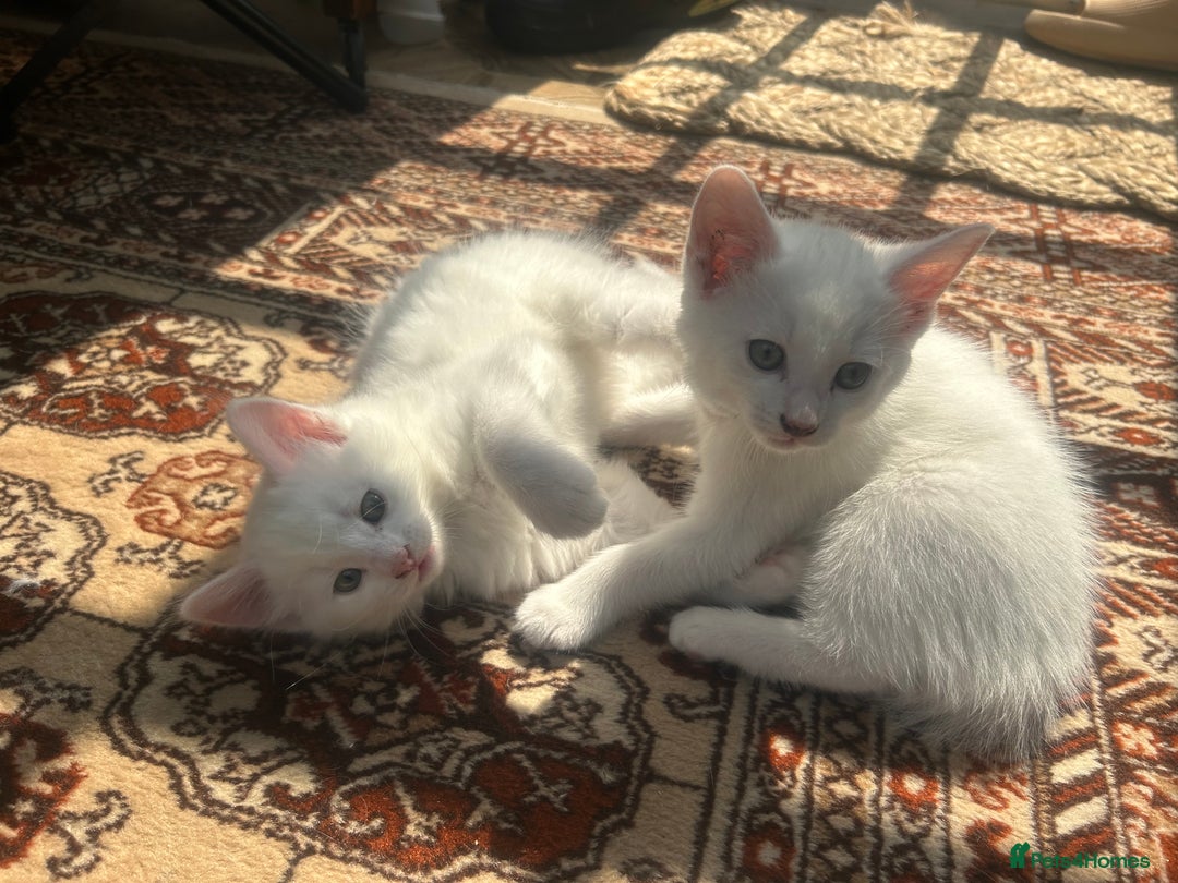 Turkish Angora cats for sale: Two beautiful Turkish Angora kittens  in Cambridge - Image 13