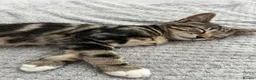 Mixed Breed cats for sale: 14 week old male kitten - Advert 6
