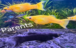 Other/Mixed Breed fish for sale:  Gold/Calico Lyretail Molly + Blue Texas Cichlid - Advert 5