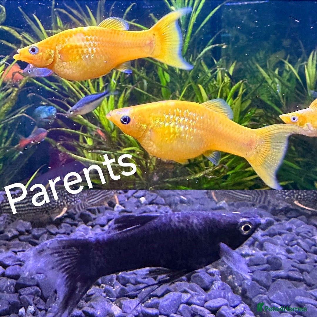 Other/Mixed Breed fish for sale:  Gold/Calico Lyretail Molly + Blue Texas Cichlid - Advert 5