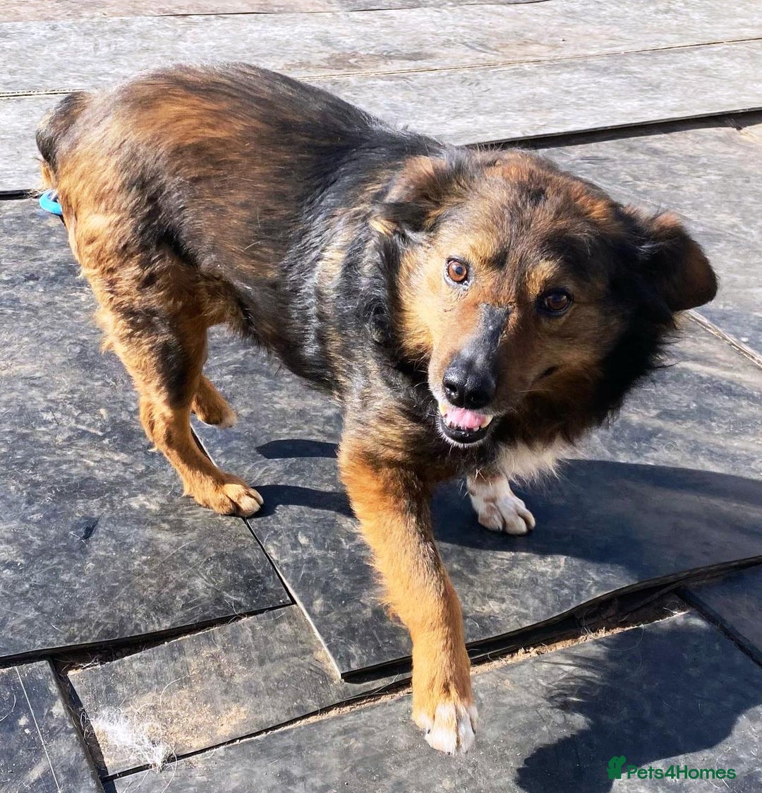 Mixed Breed dogs for adoption: Meet Charlie - a Lovely old boy, for a loving Home - Image 26