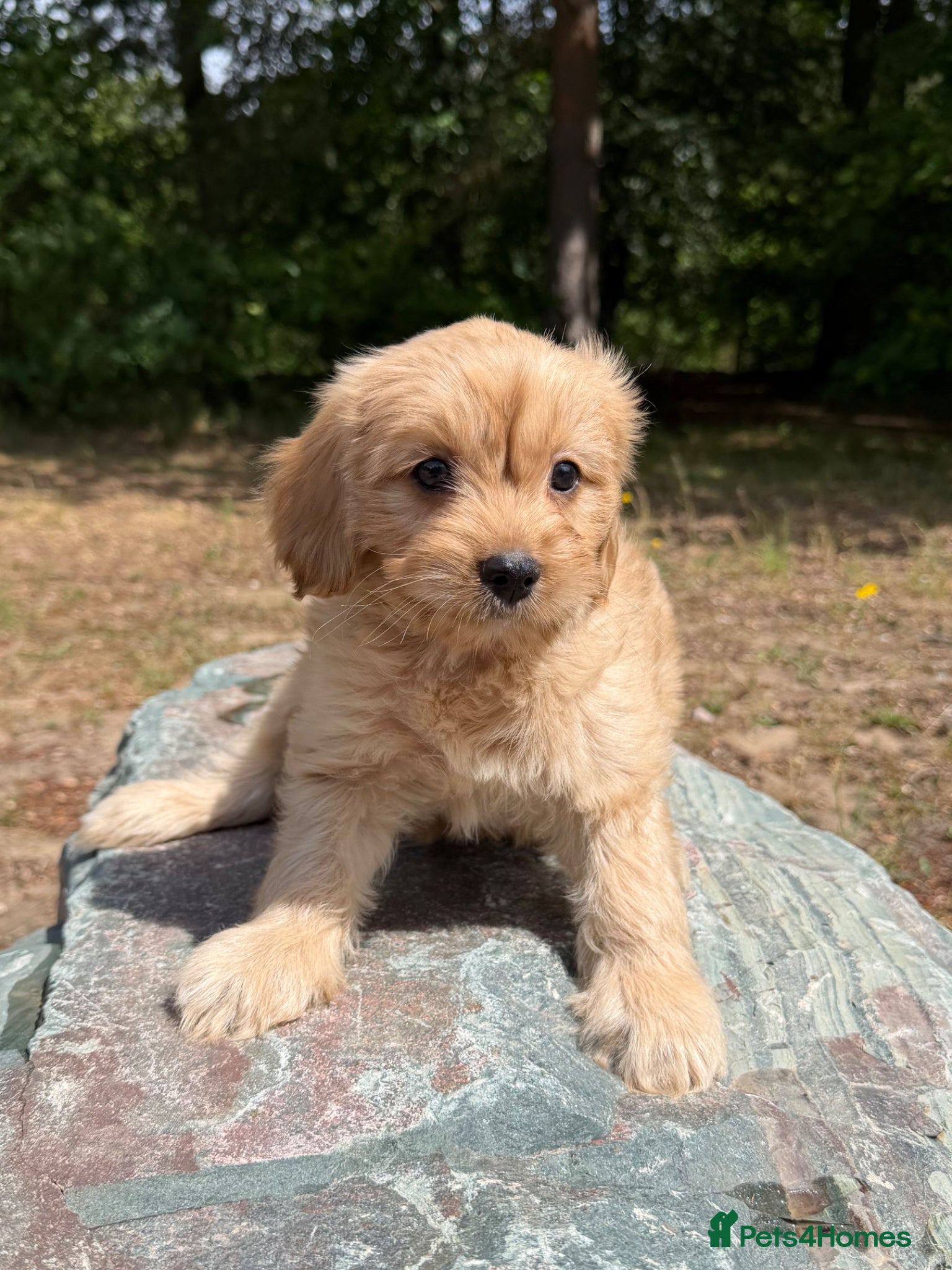 Cavapoo dogs *£1250 *boys/girls still available  - Advert 8